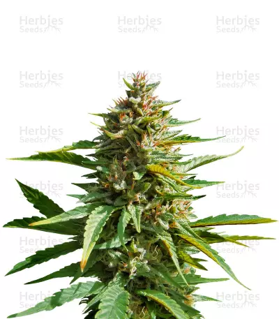 Graines de cannabis PCK x ErdPurt (Ace Seeds)