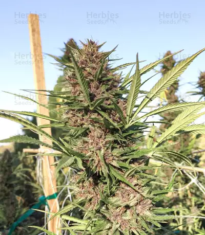 Pennywise regular (TGA Subcool Seeds / SubCool’s The Dank)