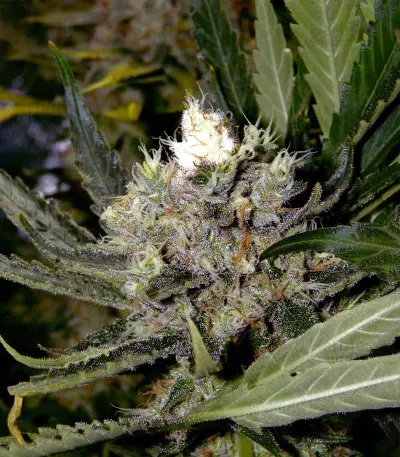 Pure Africa Seeds
