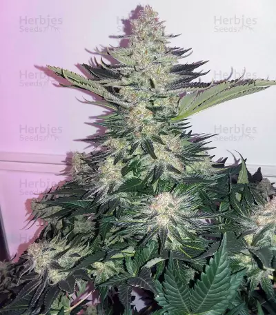 Purple Kush Seeds