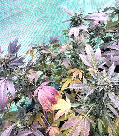 Sherbet (Seedstockers)