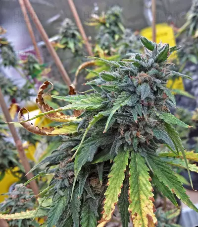Skunk #1 feminized seeds (Flying Dutchmen)