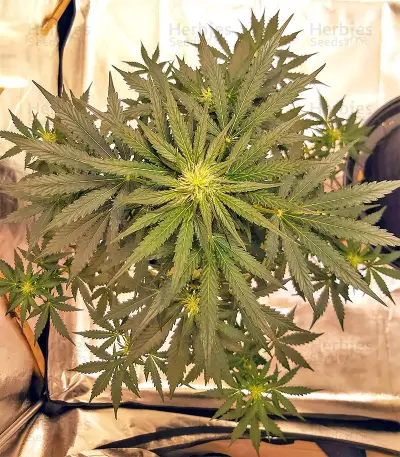Sticky Fingers Autoflower (Seedstockers)