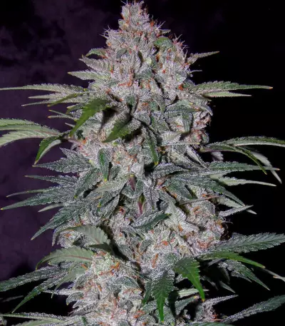 Strawberry Nuggets Auto Seeds
