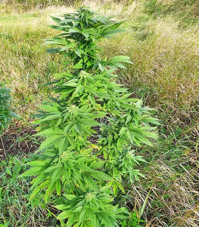 Super Skunk Autoflower (Seedstockers)