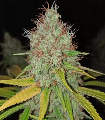 Toxic feminized seeds