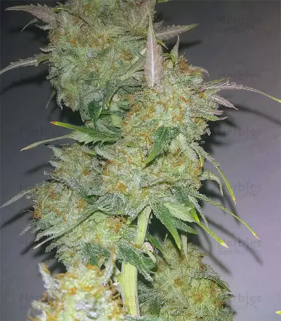 Wild Thailand Ryder feminized seeds