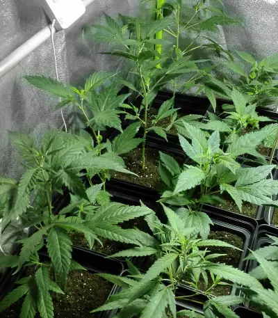 X18 Pure Pakistani Regular seeds
