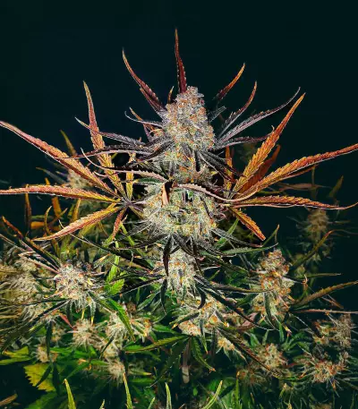 Semi Femminizzati Apple Strudel Auto (Fast Buds)