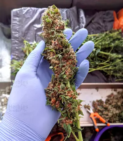 Auto Desfran strain