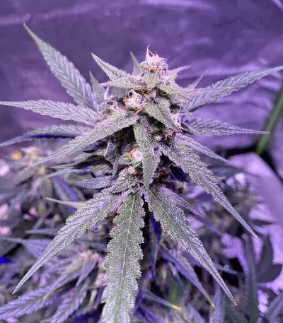 buy berry bomb auto bomb seeds