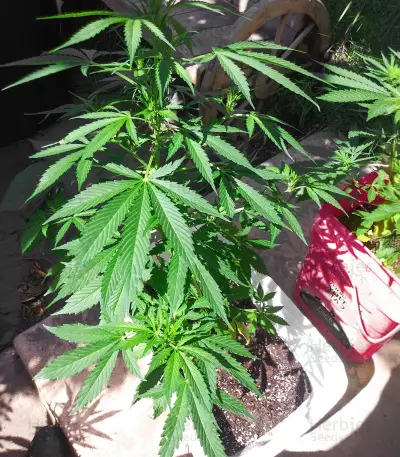 Bubblegum (Kera Seeds)