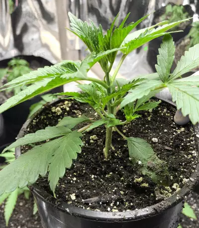Dieselicious (Freedom of Seeds)