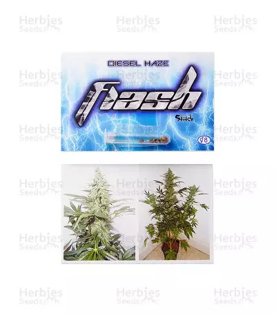 Diesel Haze Auto regular regular seeds