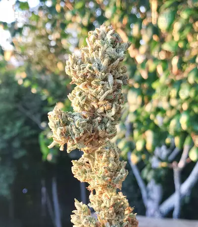 Freeze Berry Auto Seeds