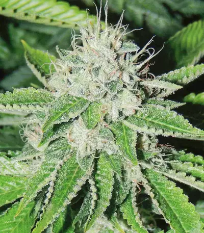 OG Dawg Stomper Seeds