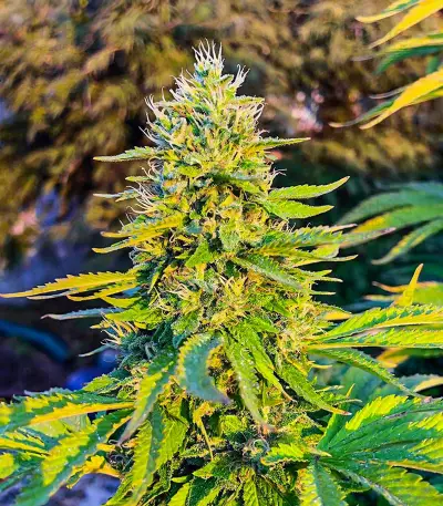 GG#4 Original Glue Fast Version (EGS)