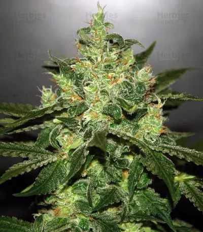 Jack Herer (Blackskull Seeds)