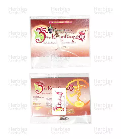 Graines de cannabis Krippleberry Auto (Dr. Krippling Seeds)