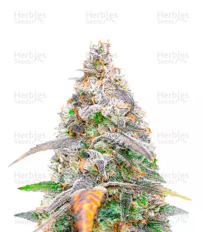 Neville's Haze Feminized Seeds (Herbies Seeds USA)