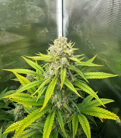Papaya Cookies Auto Seeds