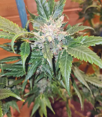 Pumpkin Kush Seeds