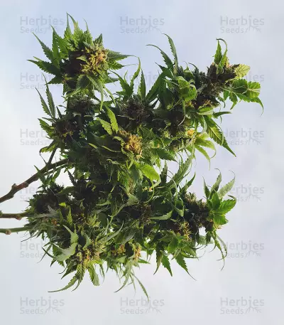 Pumpkin Kush Seeds