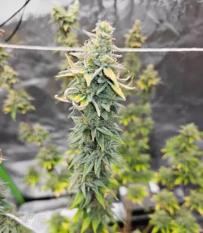 Somango