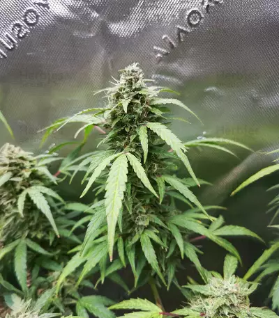 Sour Diesel Autoflower (Seedkeepers)