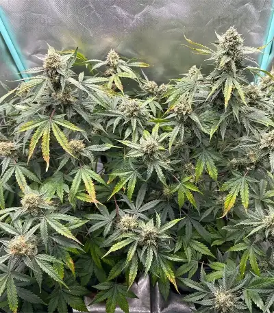 Apollo Feminized Seeds (Brothers Grimm Seeds)