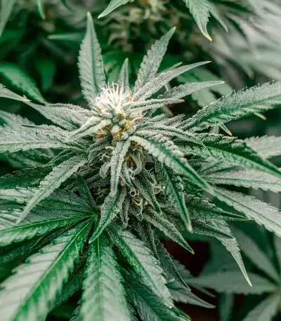 Bc Diesel (BlimBurn Seeds)