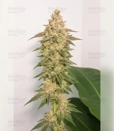 Black Cherry Gushers Seeds