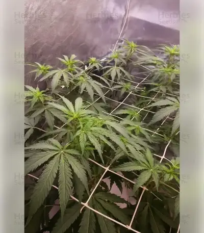 Black Cherry Gushers Seeds