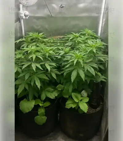 Blackberry Moonrocks Seeds