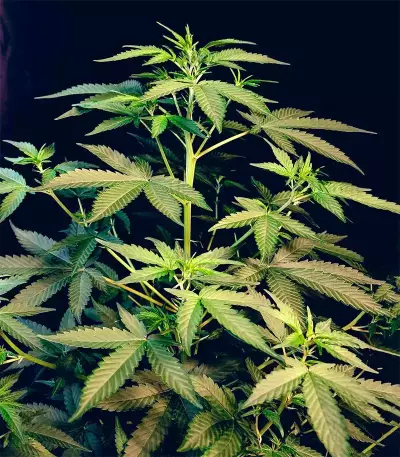 Bubblegum Auto