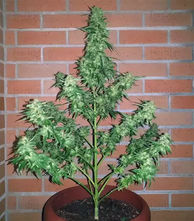 Buddha Magnum Auto Seeds