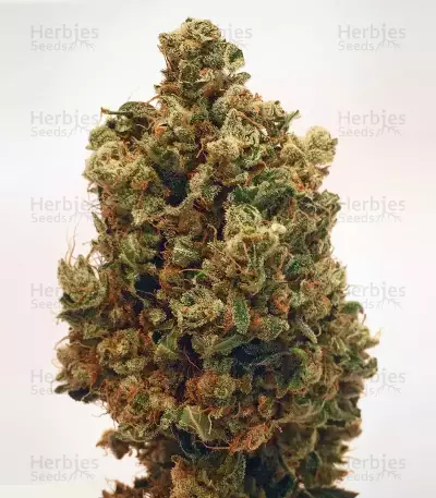 Cherry Grapefruit Seeds