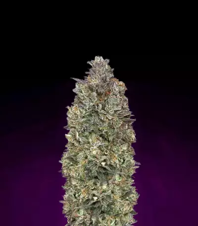 Critical Purple Kush feminized seeds