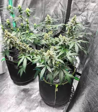 Forum Stomper Auto Seeds