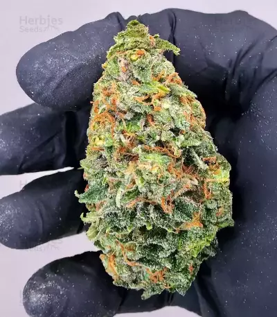 Ghost Train Power Seeds (Original Sensible Seeds)