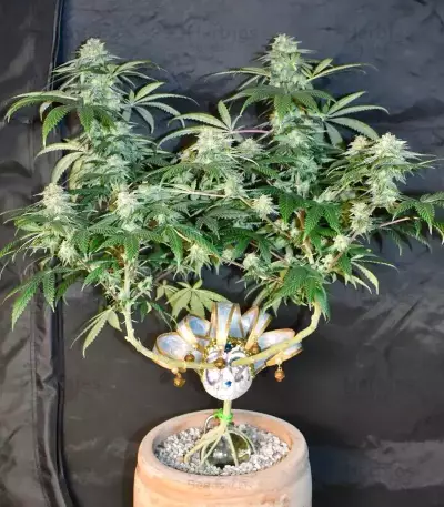 Graines féminisées de Grandmommy Purple (Herbies Seeds)