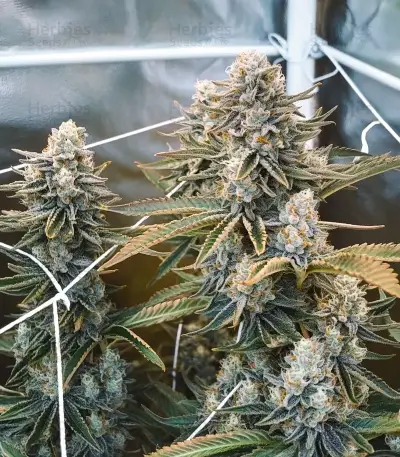Grape Stomper Seeds
