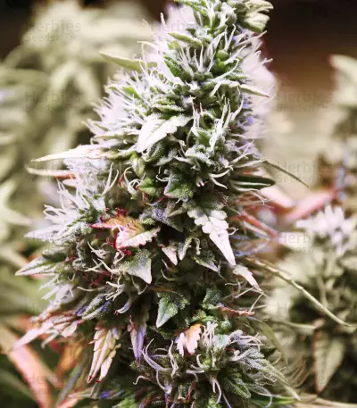 Hindu Kush regular (Sensi Seeds)