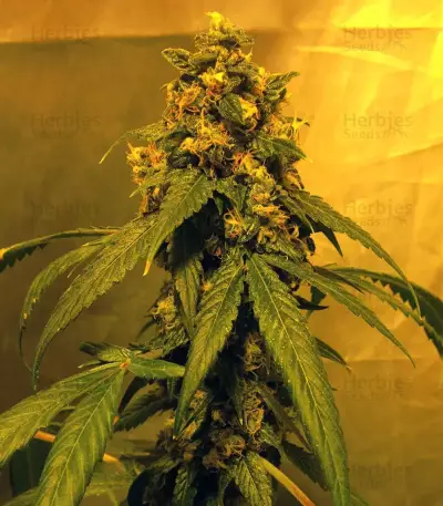 Holy Grail Kush Feminized Seeds from DNA Genetics