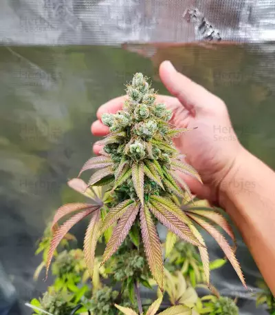 Jelly Donutz Seeds (Humboldt Seed Company)