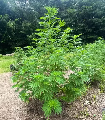 Killer Queen feminisierte Samen (Brothers Grimm Seeds)