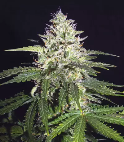 Semillas feminizadas Lemon Pie Auto (Fast Buds)