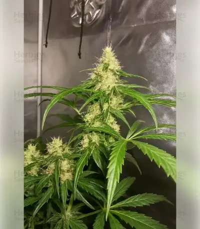 Graines de cannabis Northern Light (RQS)