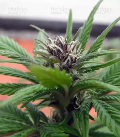 Purple Punch Seeds (Barney's Farm)
