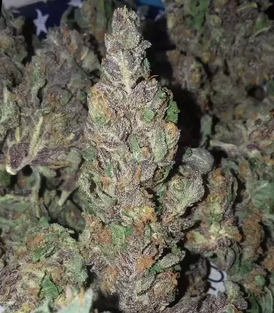 Purps #1 Seeds